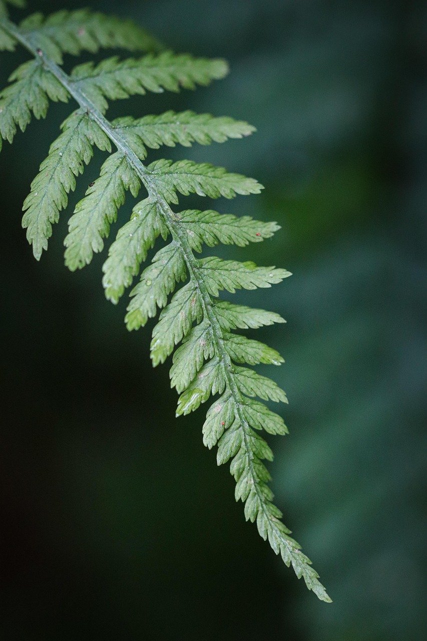 fern, botany, nature, forest, green, plant, aesthetic wallpaper, phone wallpaper, phone wallpaper, phone wallpaper, phone wallpaper, phone wallpaper, phone wallpaper