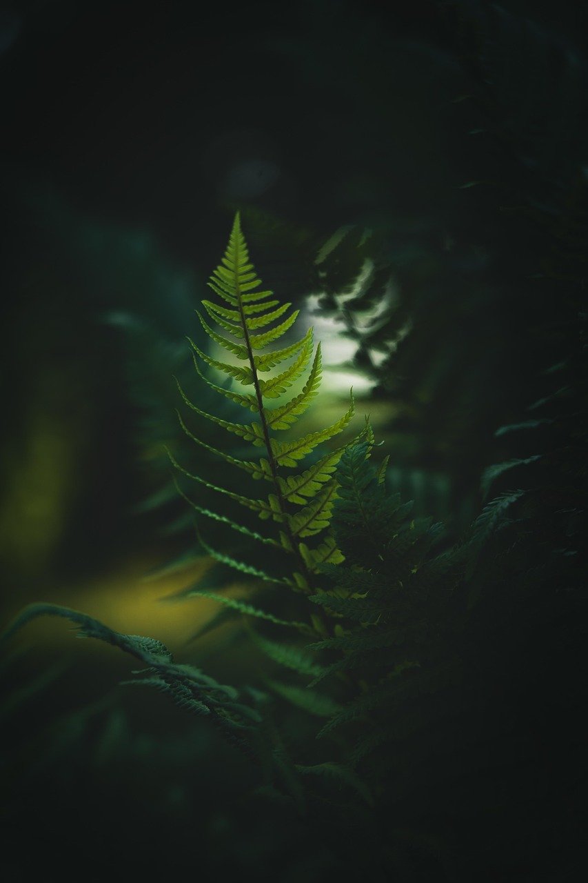 ferns, foliage, plants, forest, macro, nature, leaves, jungle, forest, forest, nature, nature, jungle, jungle, jungle, jungle, jungle