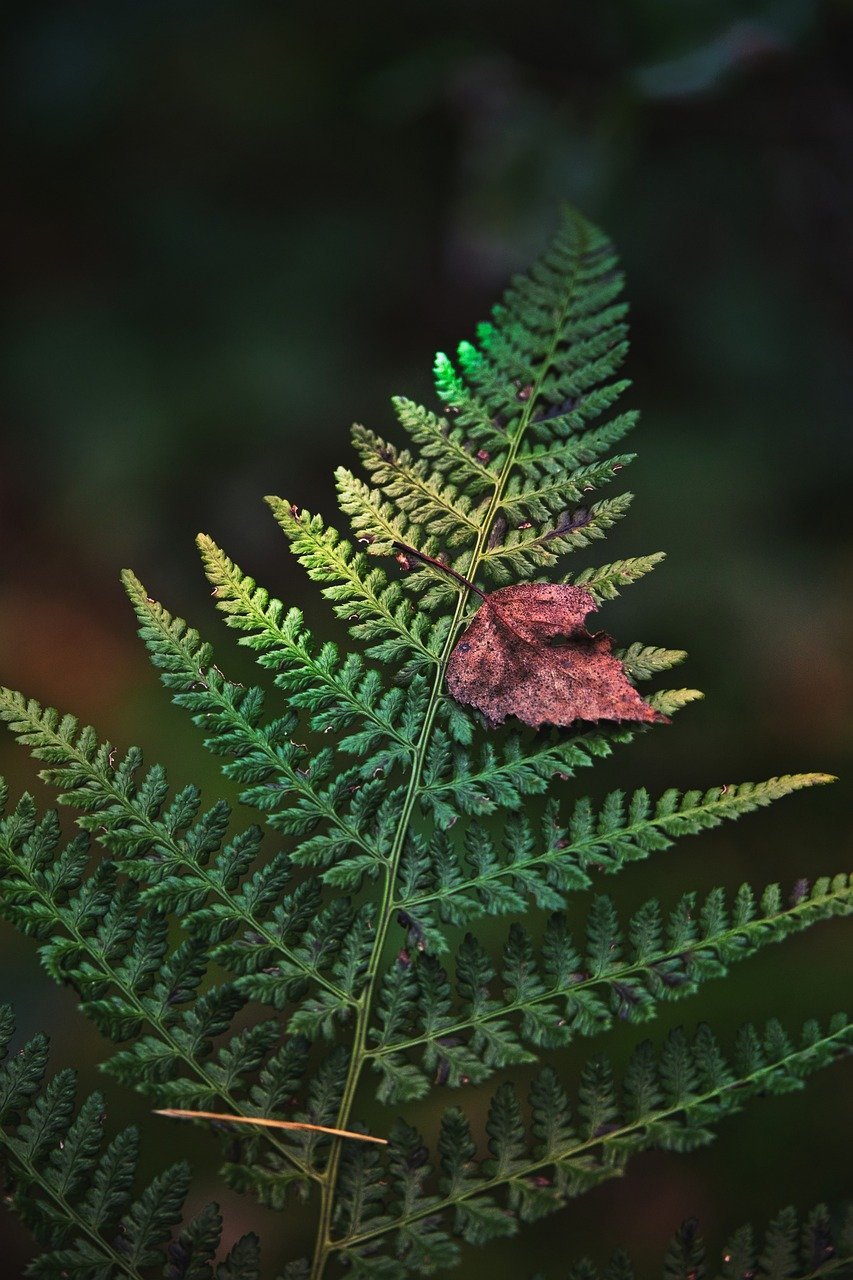 fern, nature, green, forest, plant, fern fronds, leaves, fall, close up, fern leaves, fauna, flora