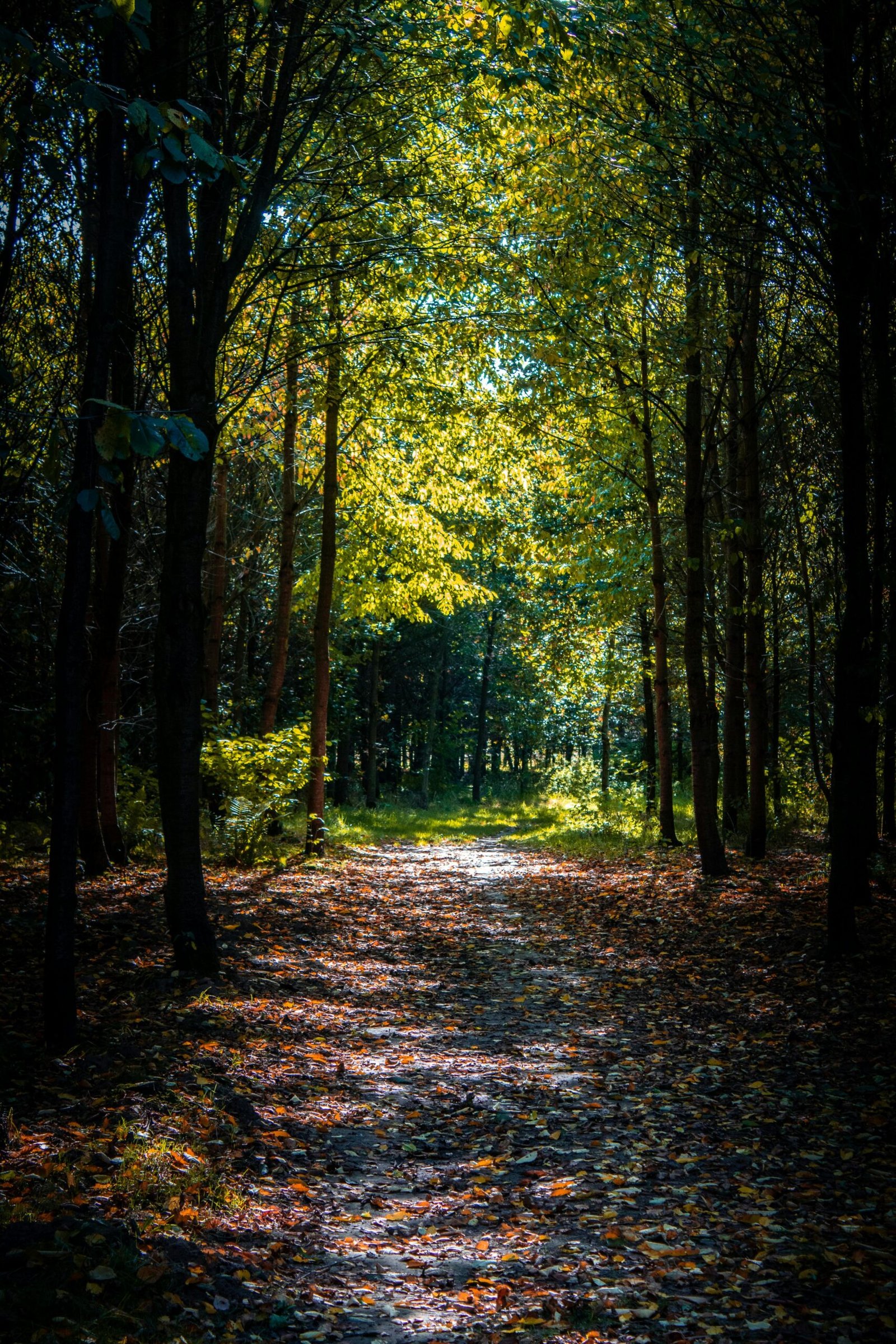 Tranquil forest path with lush trees and sunlit leaves creating a serene atmosphere.
