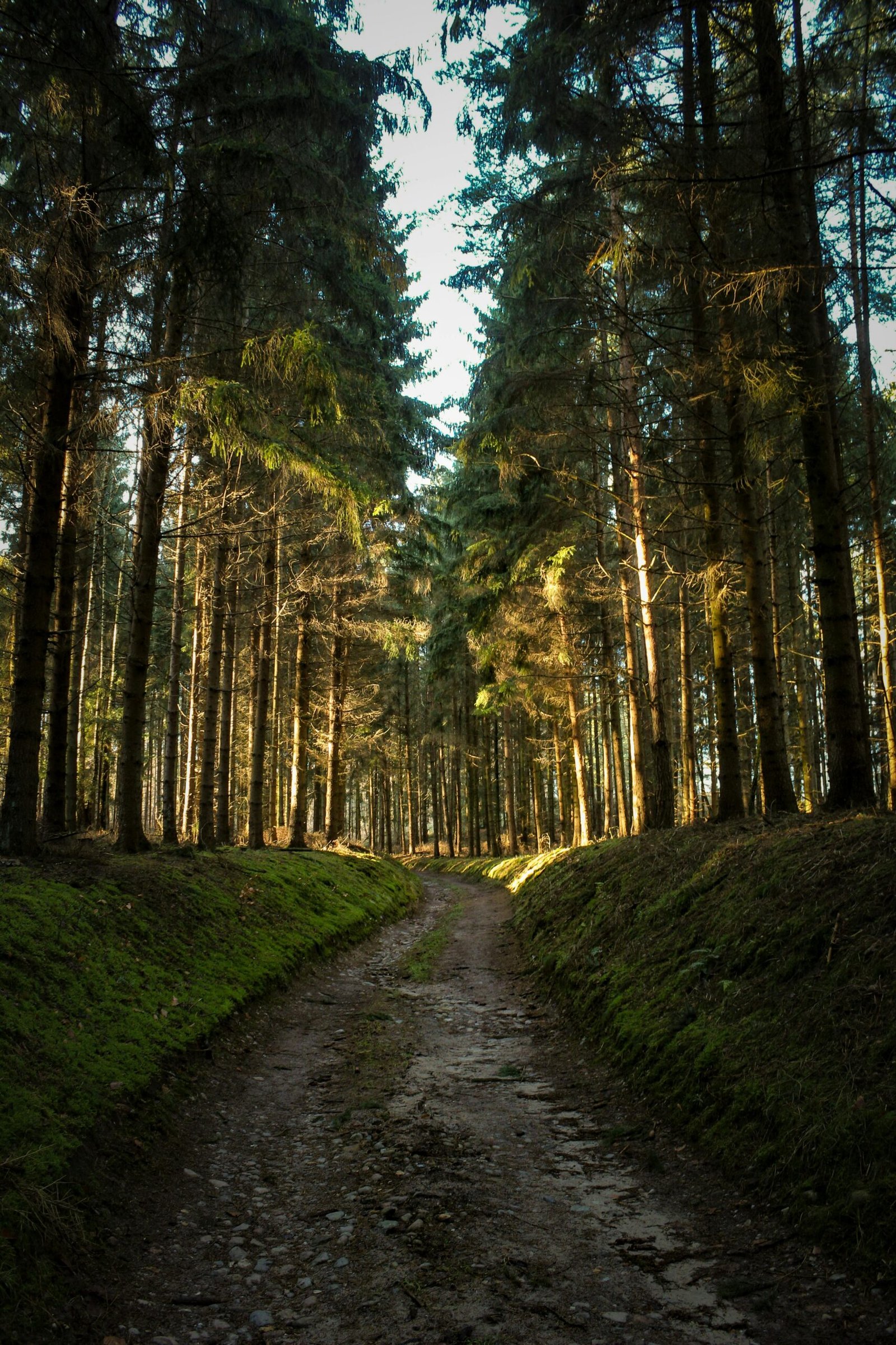 Sunlit forest path surrounded by tall coniferous trees in Rheinsberg, perfect for hiking and nature exploration.